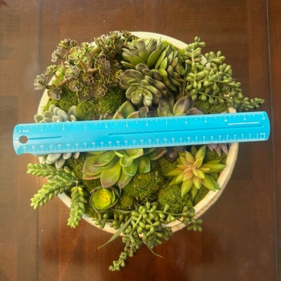 Zen Large Succulent and Moss in Concrete Bowl- Modern Nature Centerpiece - Picture 7 of 7